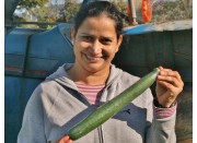 TELEGRAPH CUCUMBER -  Each  Pukekohe Grown